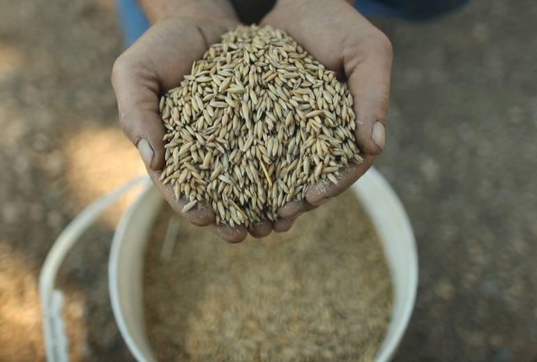 A close up of a person holding a pile of oats with their hands together over a bucket filled with oats